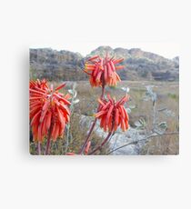 Saftige Blumen in Isalo Metalldruck