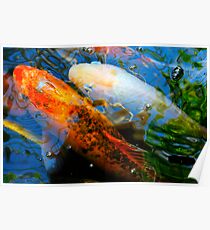 koi Poster