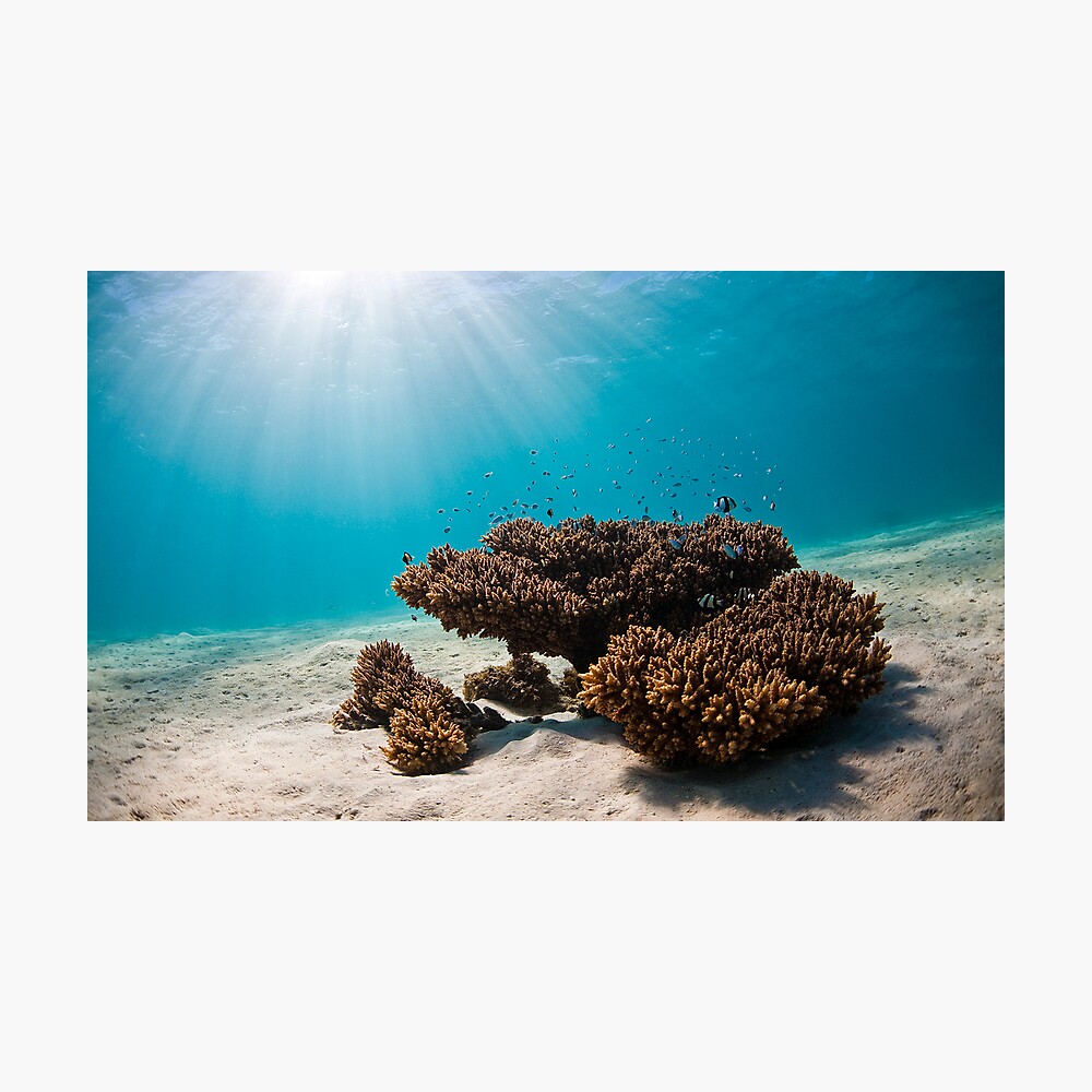 "Underwater Morning" Photographic Print by aabzimaging Redbubble