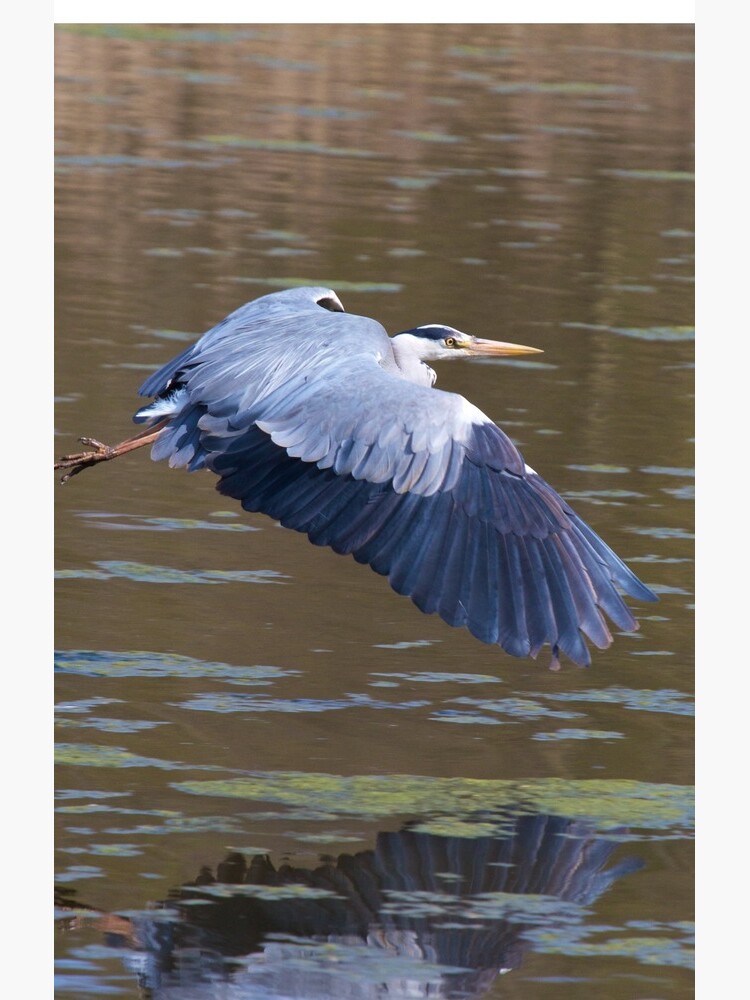 A Grey Heron (Ardea cinerea) in flight. by robcole