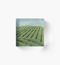 Tea Plantation, Chiang Rai, Thailand Acrylic Block