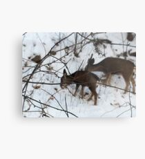 Deer in snow Metal Print