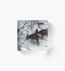 Deer in snow Acrylic Block