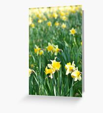 Daffodils Greeting Card