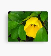 Yellow Beauty Canvas Print