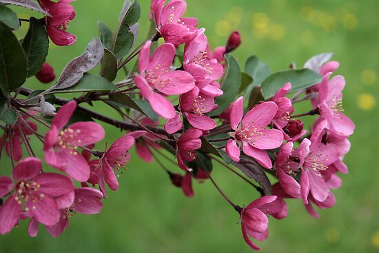 What is a Purple Prince crabapple?