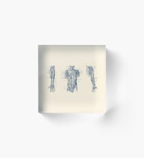 Male Upper Body Muscular System - Multi-View Acrylic Block