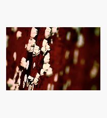 Barnacles Photographic Print