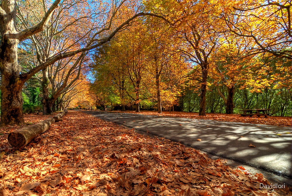 "Mount Wilson The Glorious Colours of Autumn NSW Australia" by
