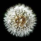 A Single Wish by Amy E. McCormick