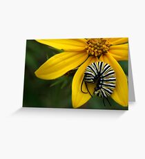 Caterpillar Nap Greeting Card