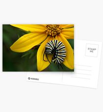 Caterpillar Nap Postcards