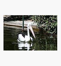 pelican point Photographic Print