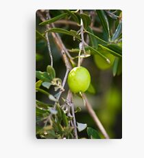 Olive Tree Branch with Fresh Olive Canvas Print