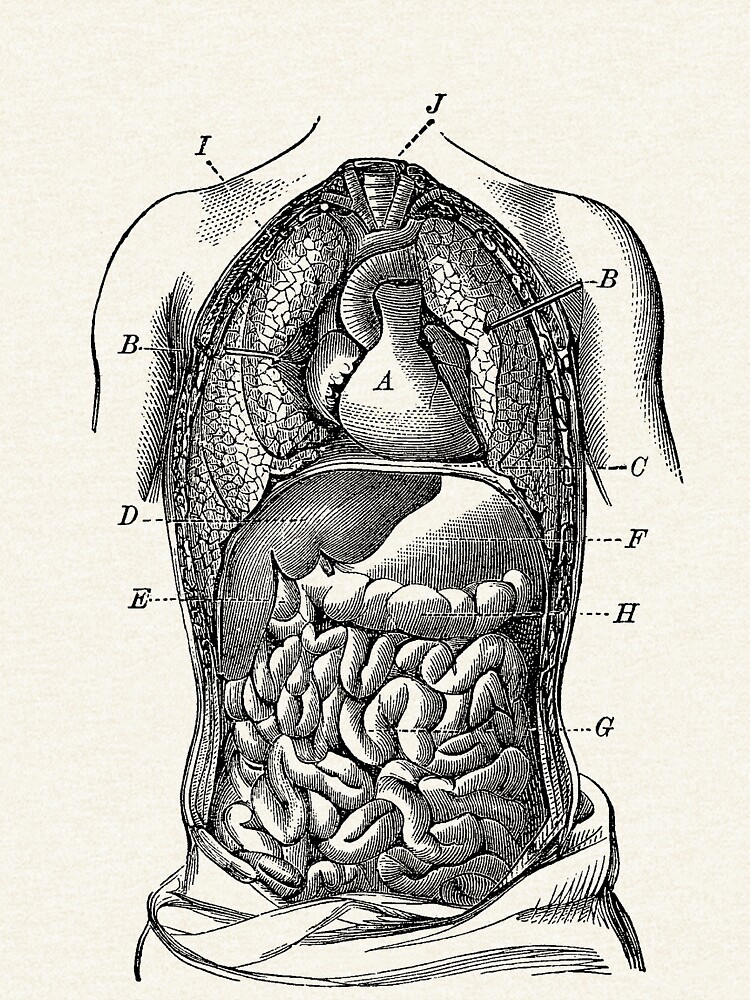 "Human Digestive System Diagram" Zipped Hoodie by VAposters | Redbubble