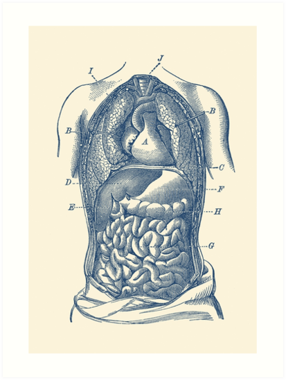 "Human Digestive System Diagram" Art Print by VAposters | Redbubble