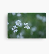 Coriander Canvas Print