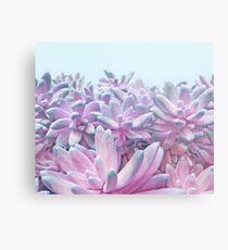 Sweet Succulents Metal Print
