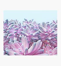 Sweet Succulents Photographic Print