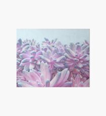 Sweet Succulents Art Board