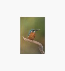 Common Kingfisher, Alcedo atthis, AKA Eurasian Kingfisher or River Kingfisher Israel August Art Board