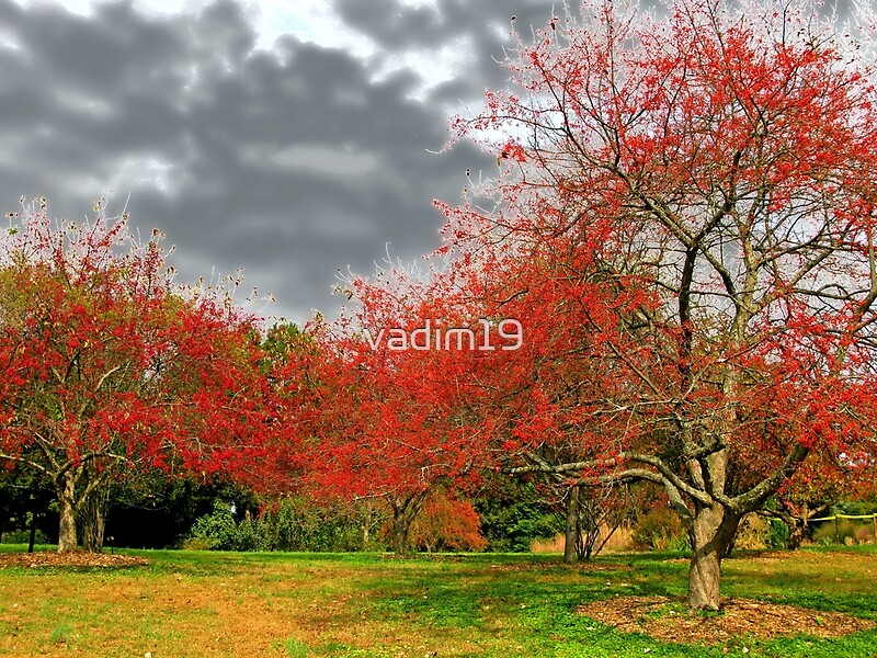 "Berry Trees" by vadim19 Redbubble
