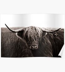Cow Poster