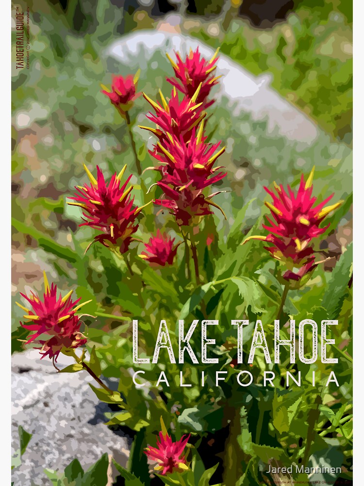 Paintbrush at Lake Tahoe, CA by JaredManninen