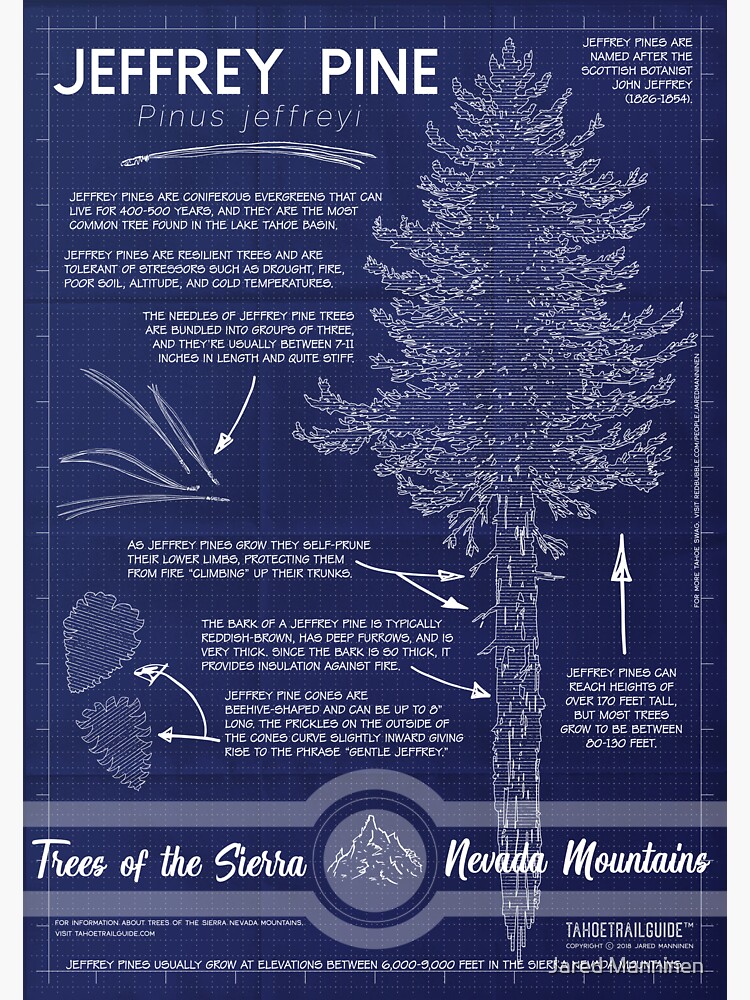 Jeffrey Pine (Pinus jeffreyi) Infographic by JaredManninen