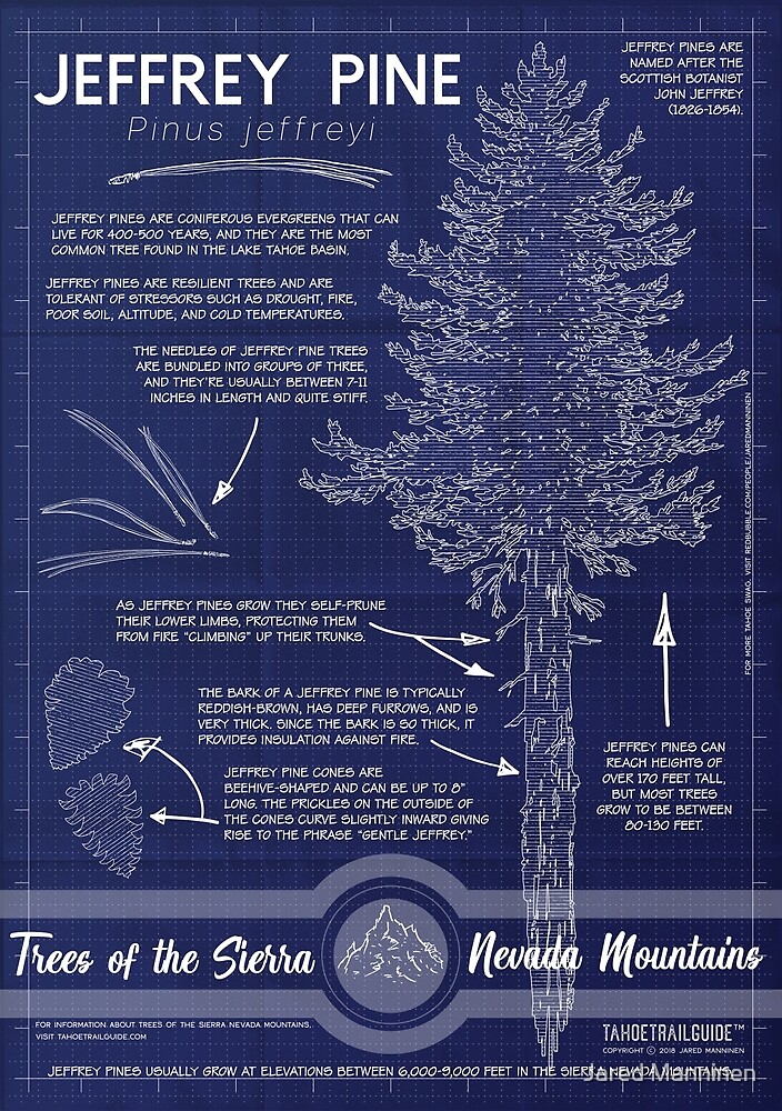 Jeffrey Pine (Pinus jeffreyi) Infographic by Jared Manninen