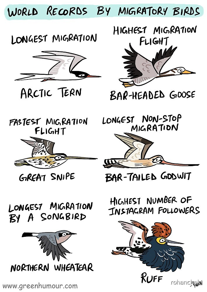 world-records-by-migratory-birds-by-rohanchak-redbubble