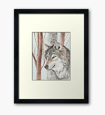 Timber Wolf Framed Print