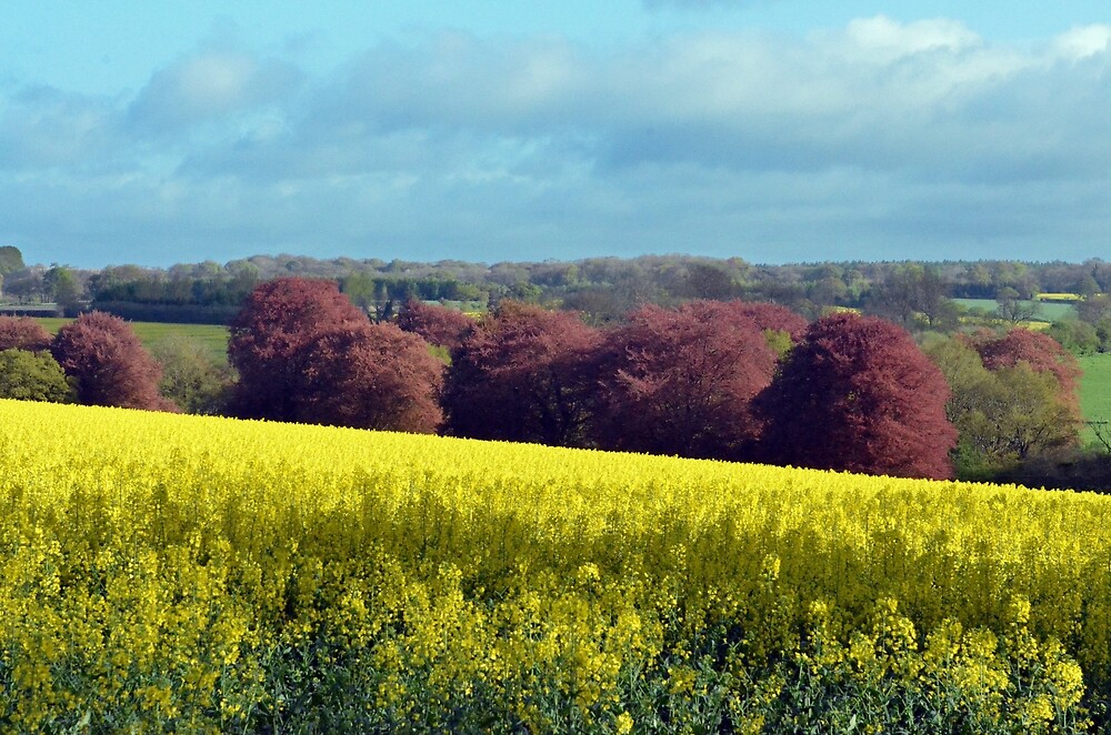 "Copper Beeches Across A Field Of Rapeseed - Brockwood, Hampshire" By ...