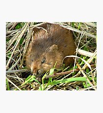 Munch munch Photographic Print