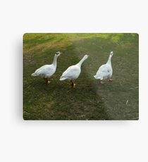 ~~~***quack, quack, quack***~~~ Metal Print