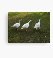 ~~~***quack, quack, quack***~~~ Canvas Print