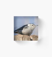 White Breasted Nuthatch Acrylic Block