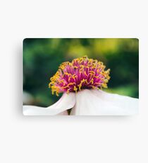 Peony Prize Canvas Print