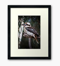kookaburra sits in the old gum tree Framed Print