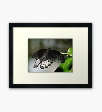 Schmetterling Framed Print