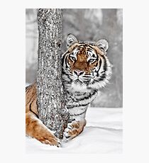 Tree Huggin Photographic Print