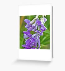 Goat's Rue Greeting Card