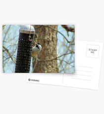 mmm seed Postcards