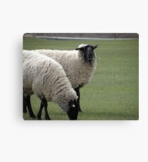 Laughing sheep Canvas Print