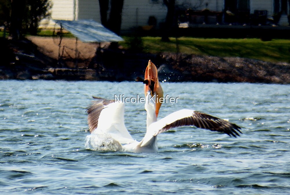 "Eating Pelican" by Nicole Kiefer | Redbubble