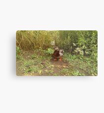 Quack Quack Metal Print
