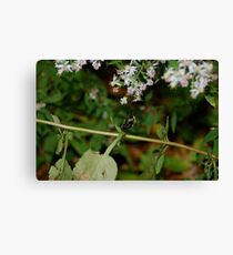 Bumble Canvas Print