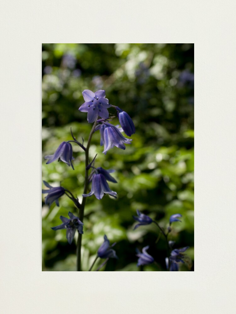 Alternate view of Bluebell Photographic Print
