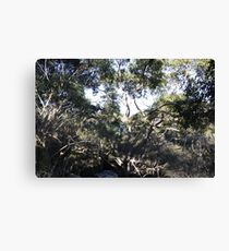 Australian Bush Canvas Print