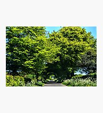 Beautiful Trees.........Somerset UK Photographic Print